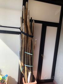 Cleistocactus strausii pianta grassa