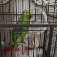 Amazzone fronte gialla