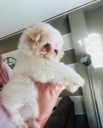 Cucciolo maltese coreano