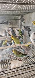 Cocorite