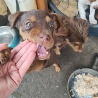 Cucciolo in adozione