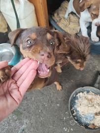 Cucciolo in adozione