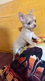 Cucciolo chihuahua
