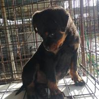 Cucciola Rottwailer femmina