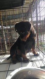 Cucciola Rottwailer femmina