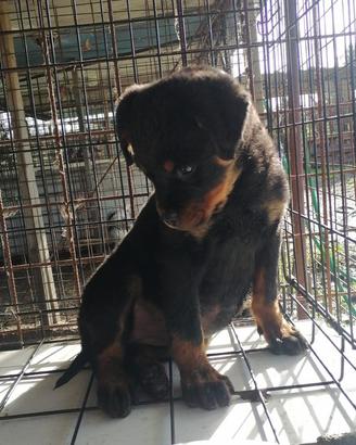 Cucciola Rottwailer femmina