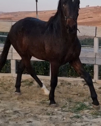 Cavallo Maremmano