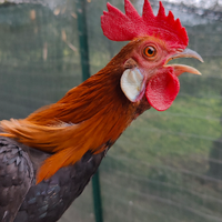Galline e galli Phoenix