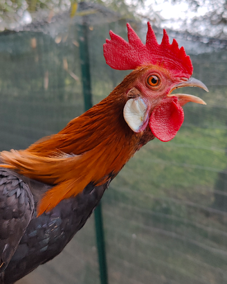 Galline e galli Phoenix