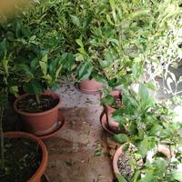 Piante di limone 🍋