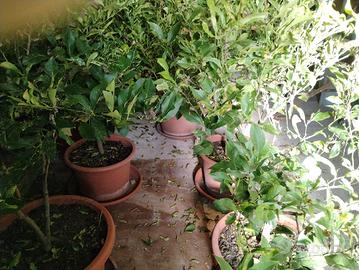 Piante di limone 🍋