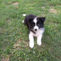 Border collie super