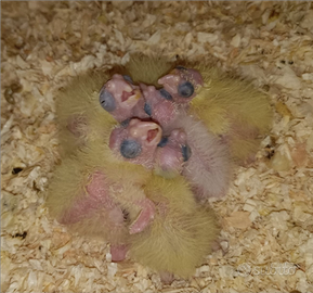 Calopsite pulli o svezzati