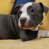 American Bully pocket