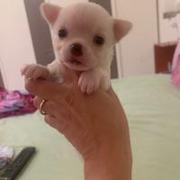 Chihuahua con pedigree
