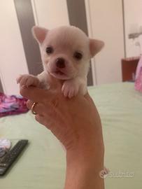 Chihuahua con pedigree