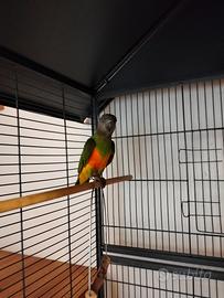 Pappagallo del Senegal