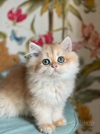 British longhair