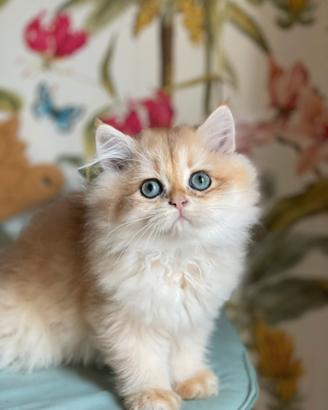 British longhair