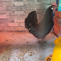 Checchereniello nero femmina