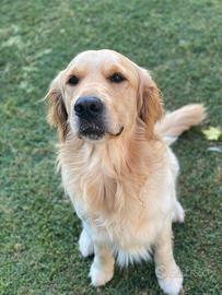 Golden retriever