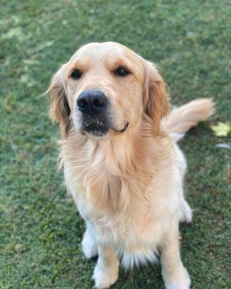 Golden retriever