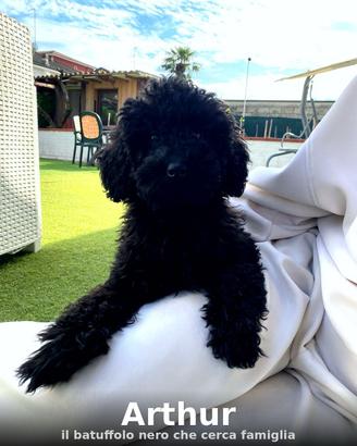 ?cuccioli unici, per famiglie uniche
