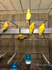 Inseparabili allevati a mano