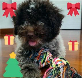 Cuccioli Lagotto Romagnolo pedigree Roy