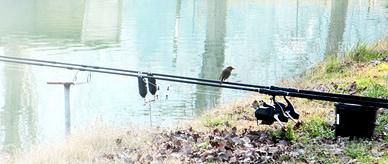Buzzbar Century pesca carpfishing porta canne rari