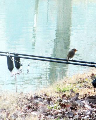 Buzzbar Century pesca carpfishing porta canne rari