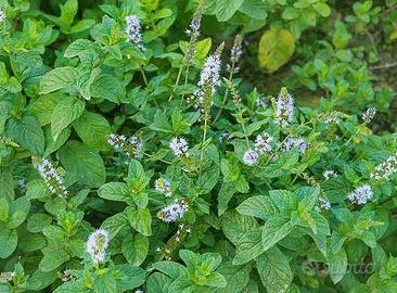 Menta acquatica - Pianta per laghetto