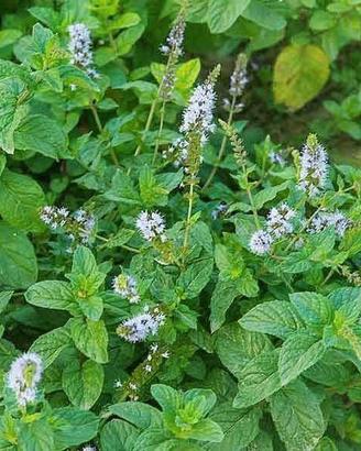 Menta acquatica - Pianta per laghetto