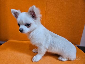 Chihuahua bianco