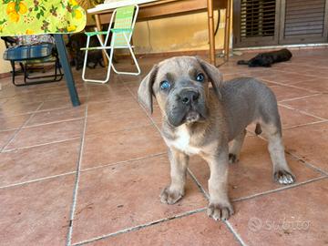 Cuccioli cane corso
