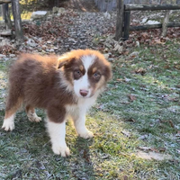 Cuccioli australian shepherd super
