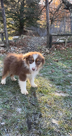 Cuccioli australian shepherd super