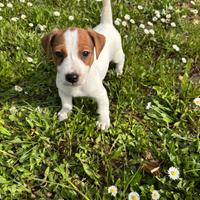 Cuccioli Jack Russell