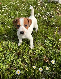 Cuccioli Jack Russell