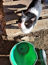 Giovane gatto (incrocio di razze)