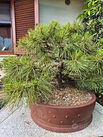 Bonsai pino