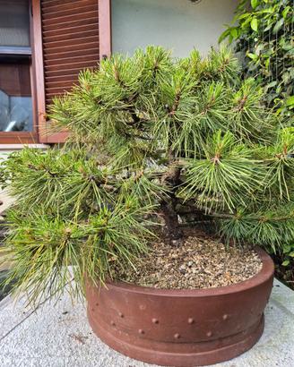 Bonsai pino