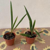 piccole Palme Washingtonia