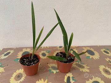 piccole Palme Washingtonia