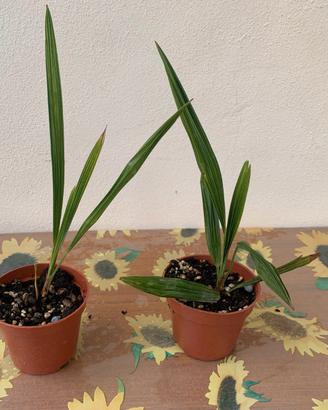piccole Palme Washingtonia