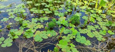piante acquatiche