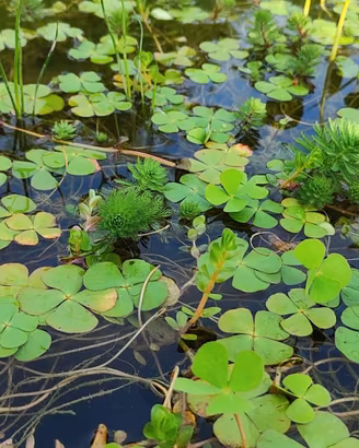 piante acquatiche