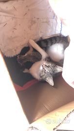 Gatti di pochi mesi