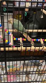 2 Pappagalli pyrrura