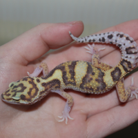 Geco leopardino